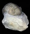 Austerops (Phacops) Trilobite - Multi-Toned Shell #40135-2